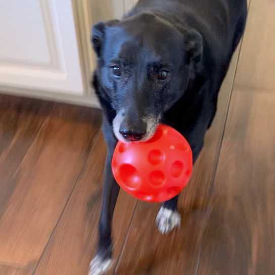 Chopper and his treatie ball